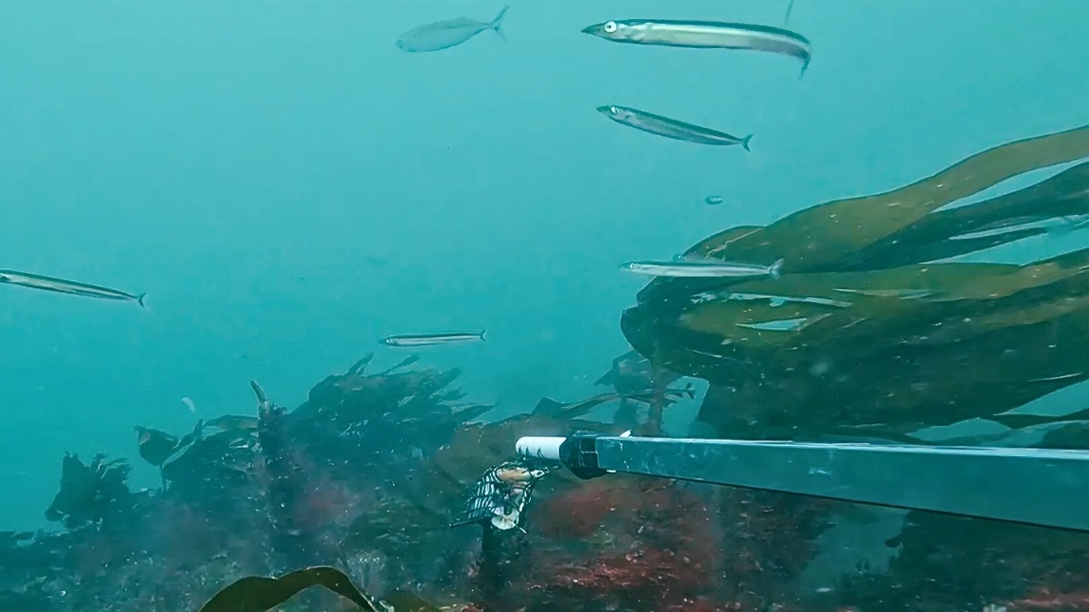 Food webs and fisheries