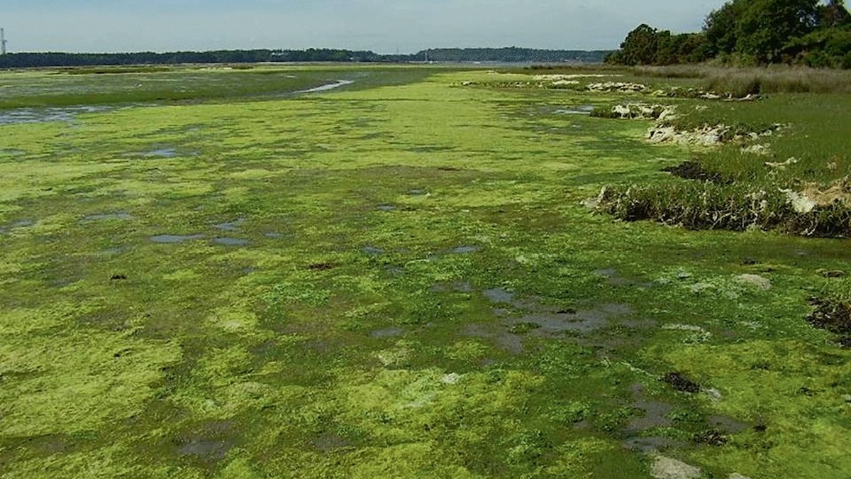 Nutrient enrichment, eutrophication