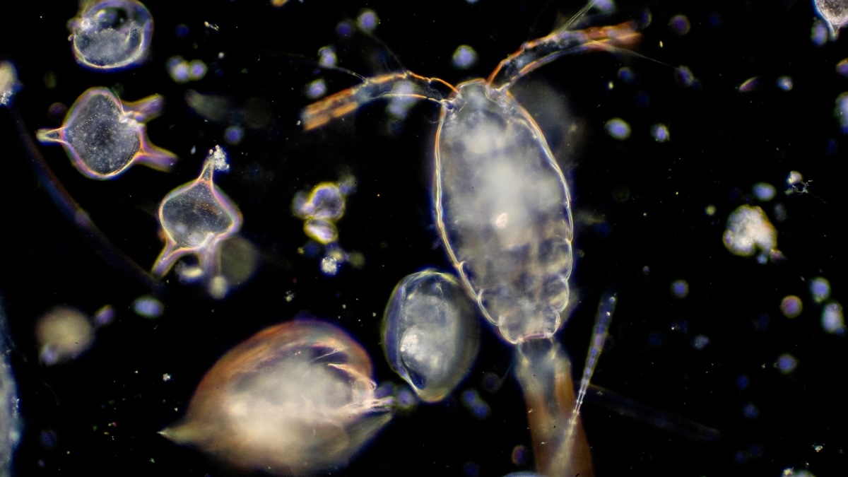 Pelagic natural capital - priceless plankton