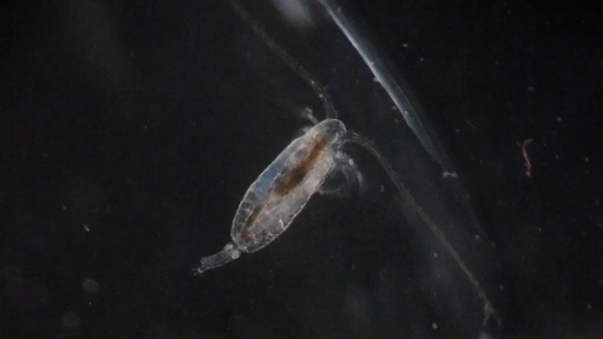 Plankton Carbon